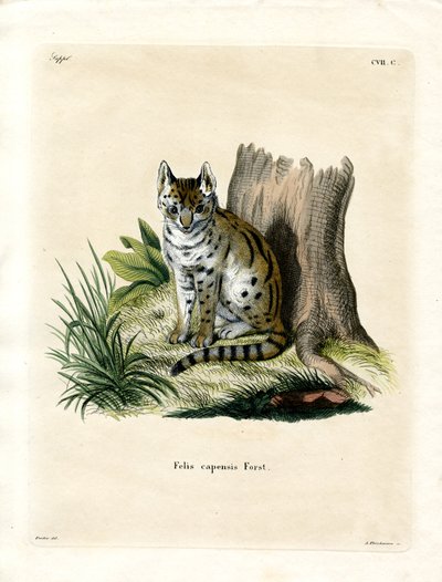 Serval (coloured engraving) 作者 德国学校