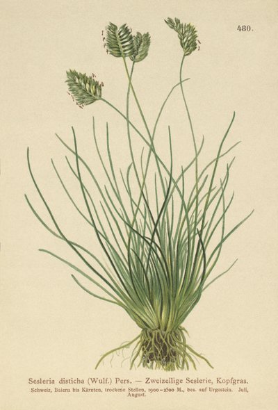 Sesleria（Sesleria disticha，Oreochloa disticha） 作者 德国学校