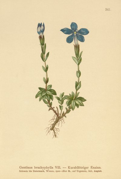 短叶龙胆（龙胆（Gentiana brachyphylla）） 作者 德国学校