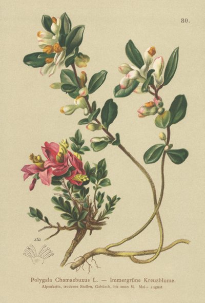 灌木金龟子（Polygala Chamaebuxus） 作者 德国学校