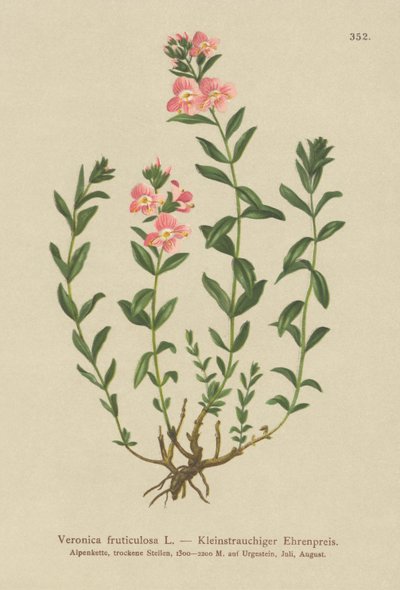 灌木状的Speedwell（Veronica fruticulosa，Veronica frutescens） 作者 德国学校