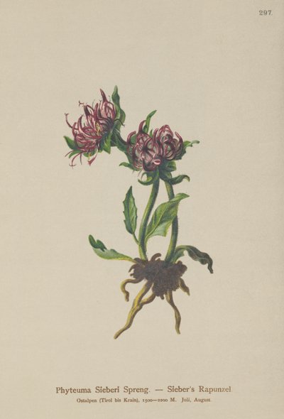 Sieber&39;s Rampion（Phyteuma Sieberi） 作者 德国学校