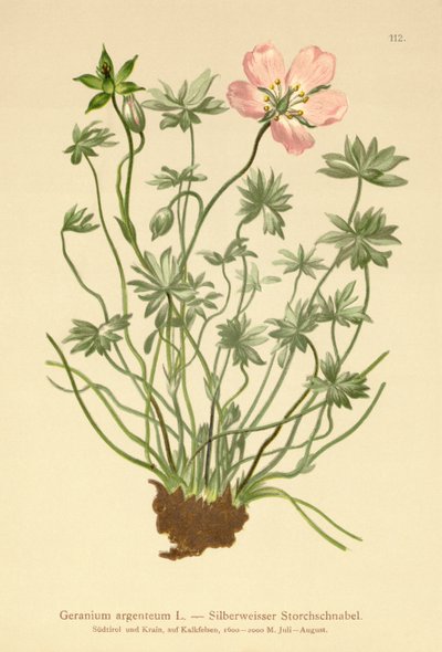 银色起重机比尔（Geranium argenteum） 作者 德国学校