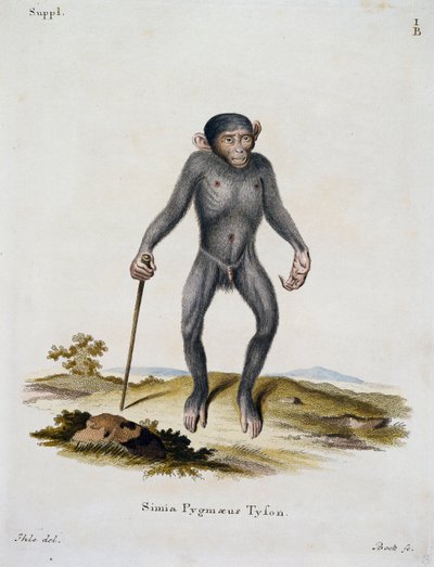 Simia pygmaeus，摘自《哺乳动物图鉴》，作者Johann Christian Daniel von Schreber（1739-1810），德国IC Bock雕刻。 作者 德国学校