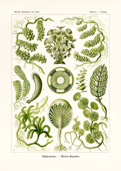 Siphoneae，1899-1904 作者 德国学校
