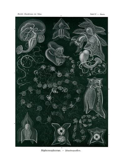 Siphonophorae，1899-1904 作者 德国学校