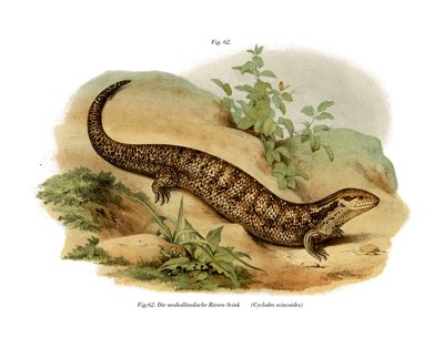 Skink（彩色石版画） 作者 德国学校