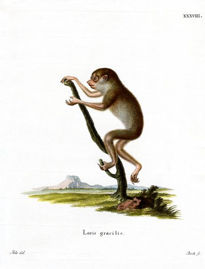 Slender Loris（彩色雕刻） 作者 德国学校