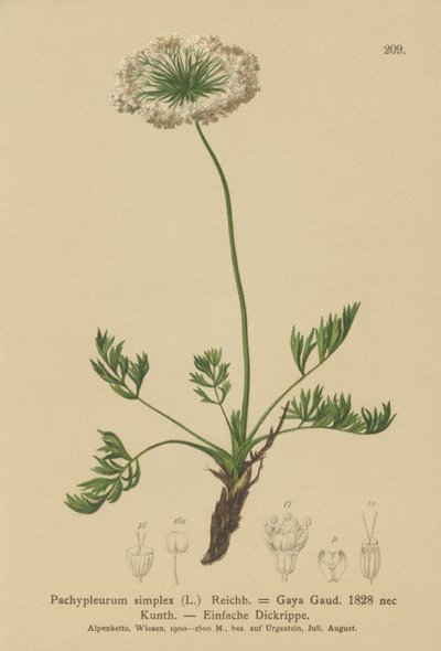 小高山独活草（Pachypleurum mutellinoides，Pachypleurum simplex Pachypleurum alpinum，Pachypleurum simplex，Neogaya simplex，Gaya simplex，Ligusticum simplex） 作者 德国学校