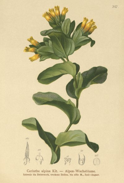 光滑的Honeywort（Cerinthe alpina，Cerinthe glabra subsp.glabra） 作者 德国学校
