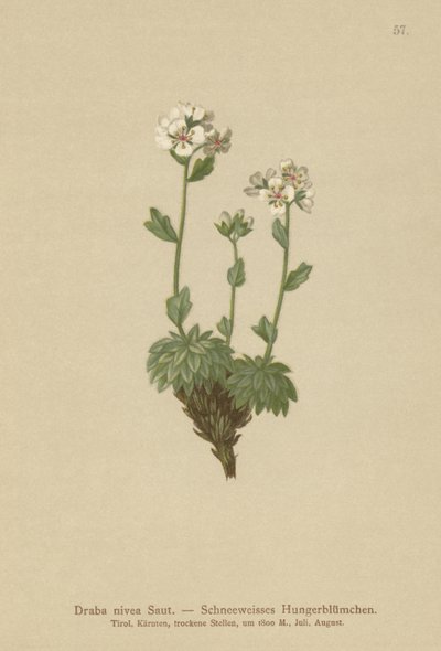 雪白的Whitlow-grass（Draba nivea） 作者 德国学校