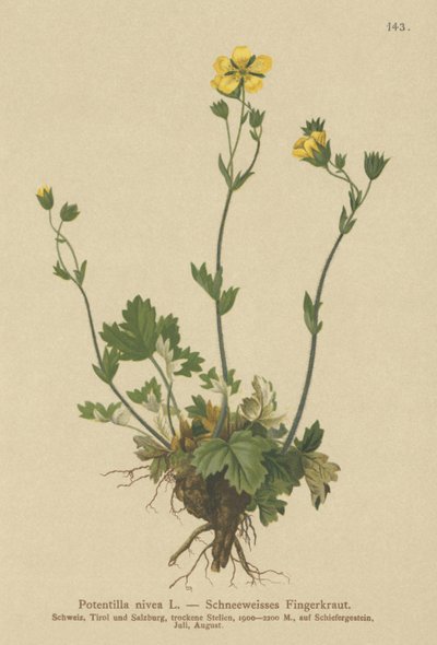 Snow Cinquefoil（Potentilla nivea） 作者 德国学校