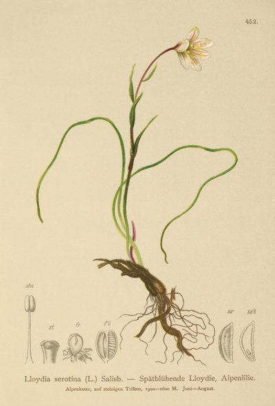 斯诺登莉莉（Lloydia serotina，Gagea serotina，Lloydia alpina，Lloydia striata） 作者 德国学校