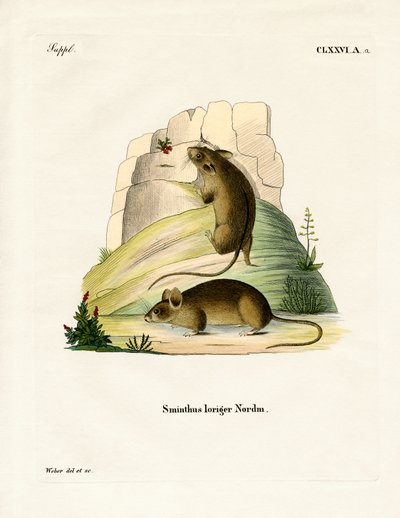 Southern Birch Mouse（彩色雕刻） 作者 德国学校