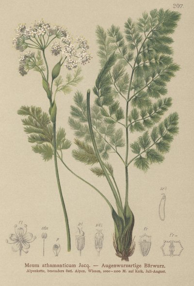 Spignel（我athamanticum） 作者 德国学校