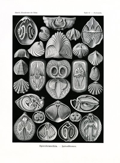 Spirobranchia，1899-1904 作者 德国学校