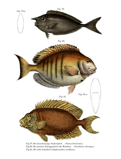 斑点独角兽（彩色石版画） 作者 德国学校