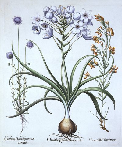 伯利恒之星，有Blue Flowered Sheeps Bit和Dyers Greenwood，来自Hortus Eystettensis，由Basil Besler（1561-1629），酒吧。 1613（手工雕刻） 作者 德国学校