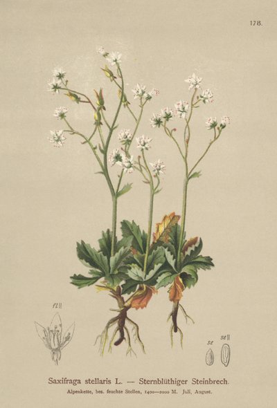 Starry Saxifrage（Saxifraga stellaris） 作者 德国学校