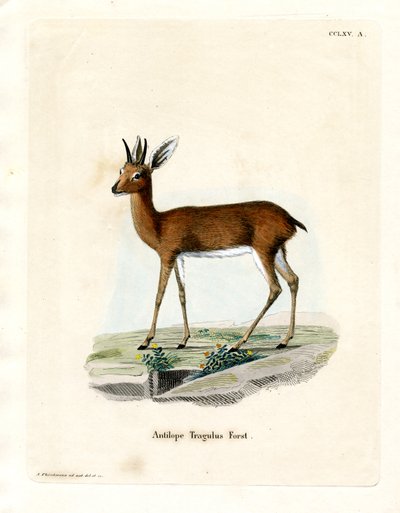 Steenbok（彩色雕刻） 作者 德国学校
