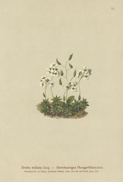 Stellated Whitlow-grass（Draba stellata） 作者 德国学校
