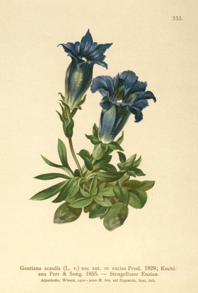 无茎龙胆（龙胆acaulis，切割Geniiana） 作者 德国学校