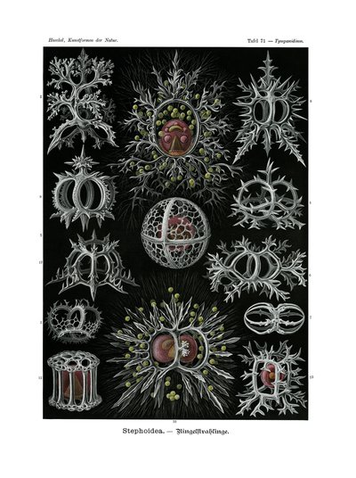 Stephoidea，1899-1904 作者 德国学校