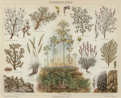 草原植物（彩色石印 作者 德国学校