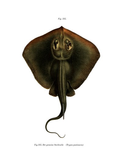 Sting Ray（彩色石版画） 作者 德国学校