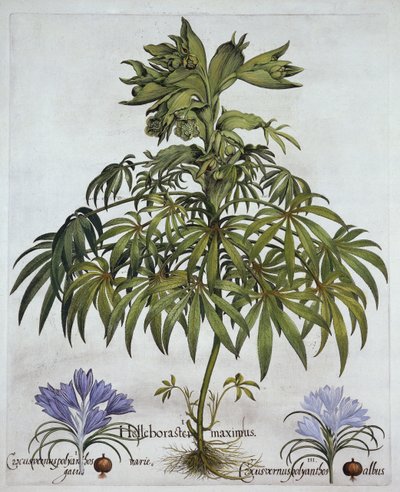 来自Hortus Eystettensis的恶臭嚏根草和两种番红花，由Basil Besler（1561-1629），酒吧。 1613（手工雕刻） 作者 德国学校