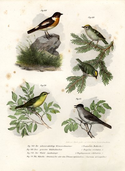 Stonechat，1864 作者 德国学校