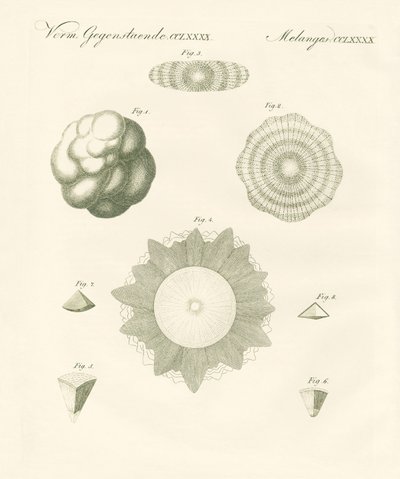 Strange hailstones (coloured engraving) 作者 德国学校