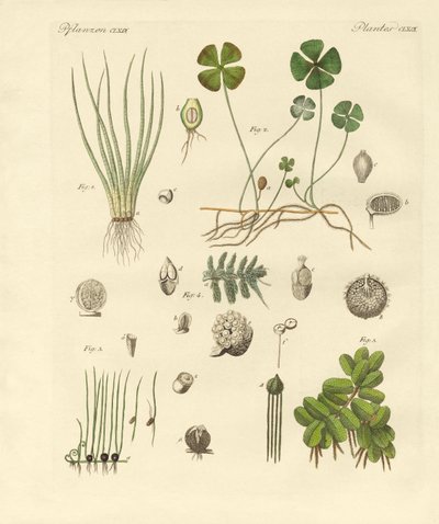 奇异植物（彩色雕刻） 作者 德国学校