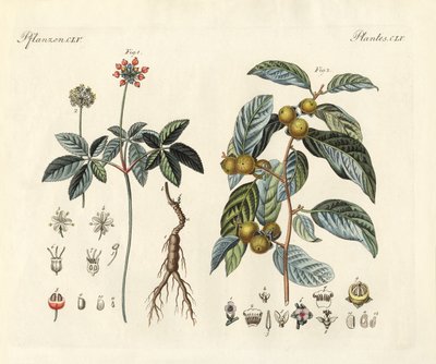 奇异植物（彩色雕刻） 作者 德国学校