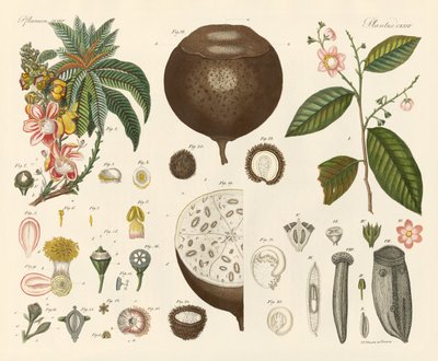 奇异植物（彩色雕刻） 作者 德国学校
