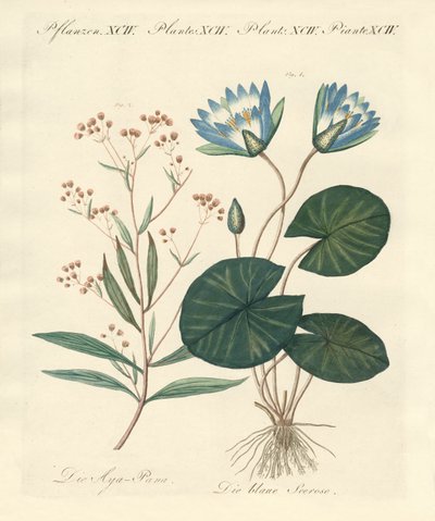 奇怪的植物 作者 德国学校
