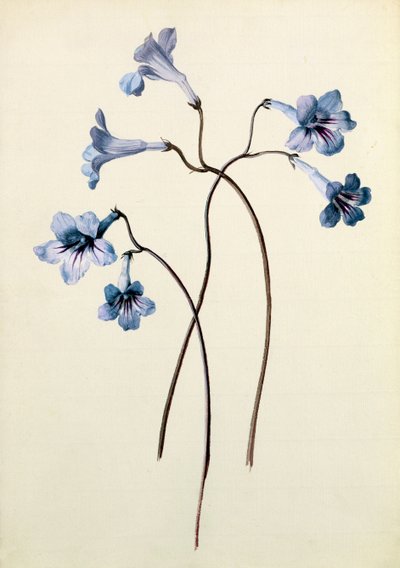 Streptocarpus，c.1790（纸上wc） 作者 德国学校