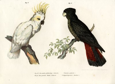 硫磺凤头鹦鹉，1864年 作者 德国学校