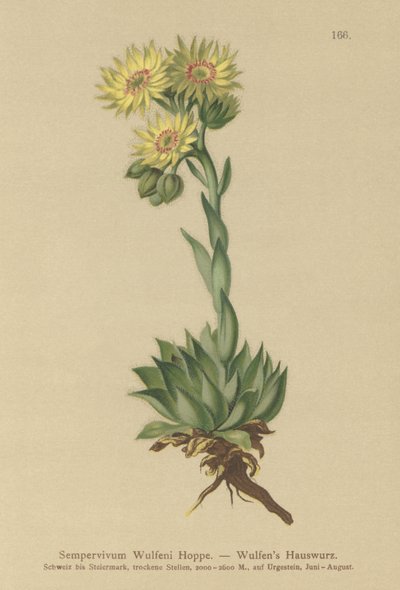 Sun Houseleek（Sempervivum Wulfenii） 作者 德国学校