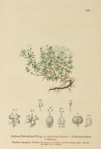 瑞士蓬子菜（殃Helveticum茜草rupicolum，茜草megalospermum） 作者 德国学校
