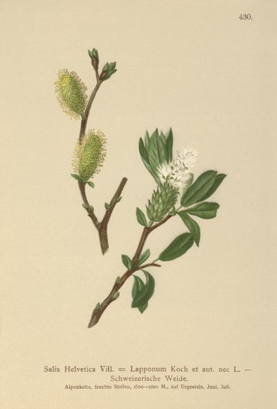 瑞士柳（Salix Helvetica，Salix Lapponum） 作者 德国学校
