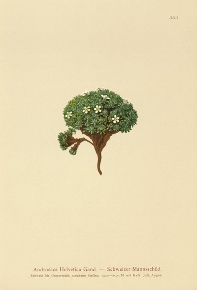 瑞士摇滚茉莉（Androsace Helvetica） 作者 德国学校