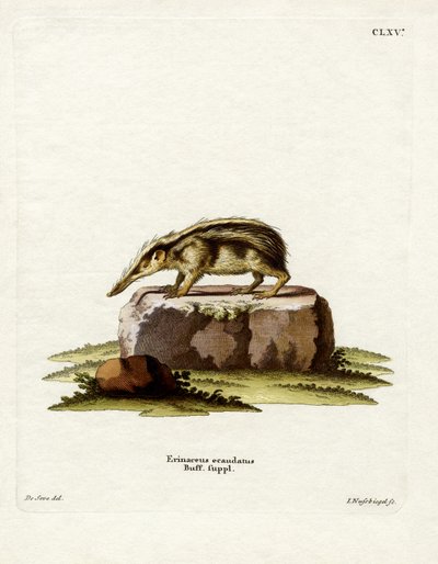 无尾 Tenrec（彩色雕刻） 作者 德国学校
