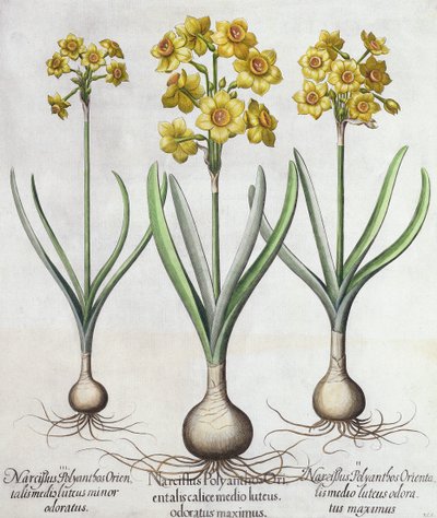 Tazetta Narcissi，来自Basil Besler（1561-1629）的Hortus Eystettensis，酒吧。 1613（手工彩色雕刻） 作者 德国学校