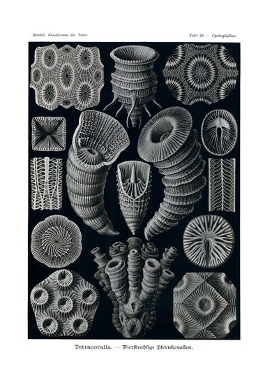 Tetracoralla，1899-1904 作者 德国学校