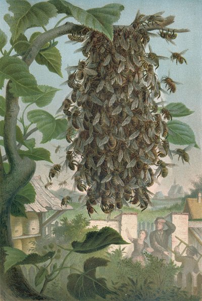 蜜蜂巢，19世纪末 作者 德国学校
