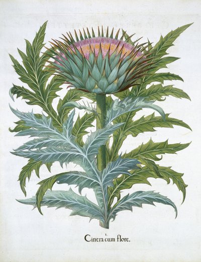 Cardoon，来自Basil Besler（1561-1629）的Hortus Eystettensis，酒吧。 1613（手工彩色雕刻） 作者 德国学校