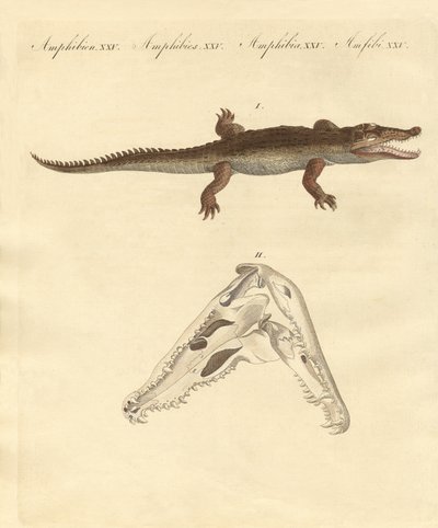 The crocodile from St. Domingo (coloured engraving) 作者 德国学校