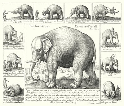 The docile elephant (engraving) 作者 德国学校