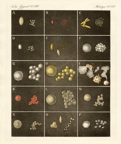 植物的花粉或花粉（彩色雕刻） 作者 德国学校